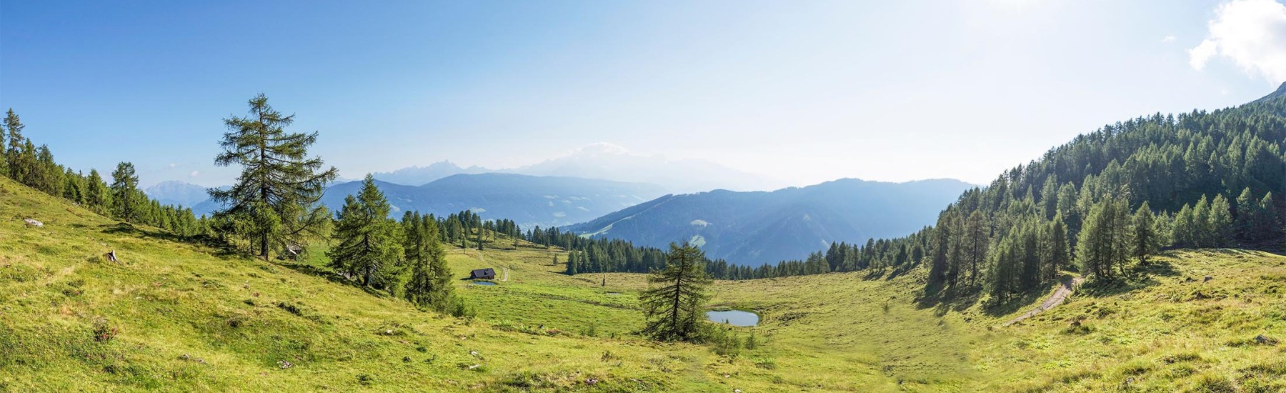 alpenweide in de zomer bij Flachau